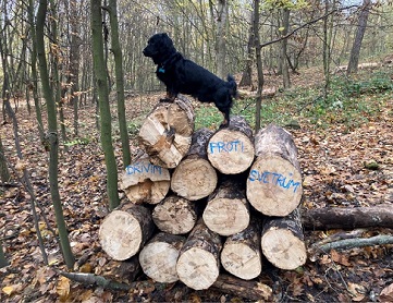 fotka psa Bína na hromadě dřeva.